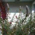 Grev Paradoxia gr flowers